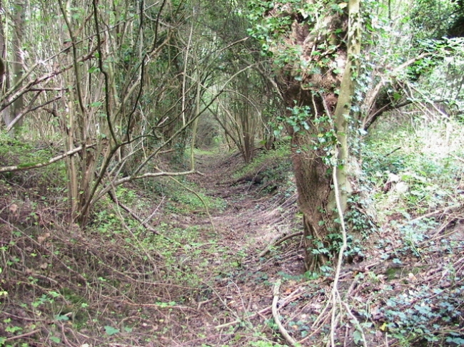 De holle weg in het bos voordat dit grondig werd gekapt.