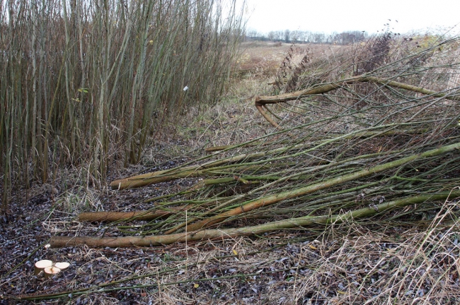 Gekapte wilgen rondom de grindplas.