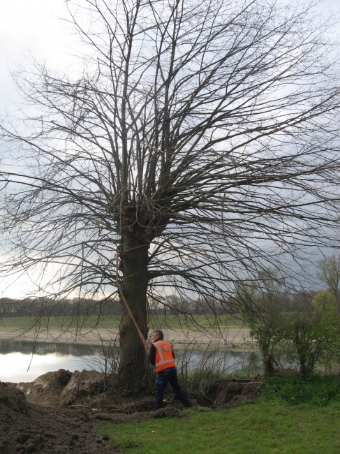Jo Grouwels probeert de boom waterpas te krijgen.