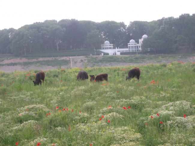 De Galloways op het eiland Daal. Het eiland Daal betreft een stuk onvergraven gebied in de stroomgeulverbreding. Dit stukje is onaangetast gebleven omdat hier nog resten liggen uit de Romeinse tijd. Goed te zien is hoe de natuur zich hier al heeft ontwikkeld. De Galloways komen niets tekort. De Galloways op het eiland Daal. Het eiland Daal betreft een stuk onvergraven gebied in de stroomgeulverbreding. Dit stukje is onaangetast gebleven omdat hier nog resten liggen uit de Romeinse tijd. Goed te zien is hoe de natuur zich hier al heeft ontwikkeld. De Galloways komen niets tekort.