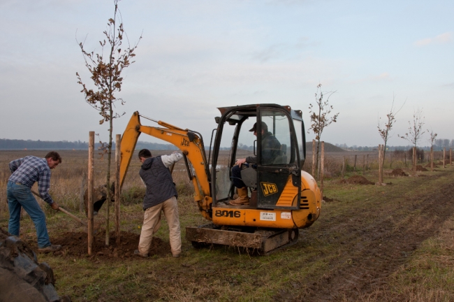 In Borgharen werden vandaag de laatste eikeboompjes geplant.  In totaal zijn er in Borgharen 62 bomen geplant.  