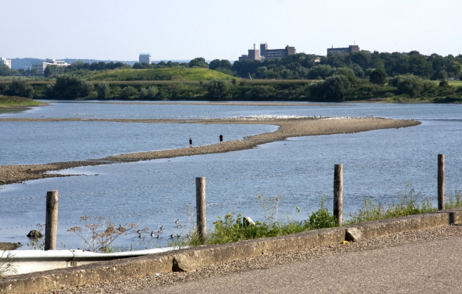 Je kunt bij een lage waterstand midden in de Maas lopen, en dan te bedenken dat het water in het winterseizoen zo'n 7 a 8 meter hoger staat. Voor vogels is de dagelijkse wisselende waterstand een waar paradijs omdat steeds een nieuw laagje modder wordt aangevoerd waarin talrijke kreeftjes en kleine waterdiertjes zitten. Je kunt bij een lage waterstand midden in de Maas lopen, en dan te bedenken dat het water in het winterseizoen zo'n 7 a 8 meter hoger staat. Voor vogels is de dagelijkse wisselende waterstand een waar paradijs omdat steeds een nieuw laagje modder wordt aangevoerd waarin talrijke kreeftjes en kleine waterdiertjes zitten.