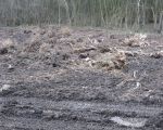 Voordat de werkweg geÃ«galiseerd wordt zijn nog de restanten van boomstronken verwijderd. (14-3-2009 - Han Hamakers)