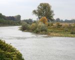 De oever van de Maas is hier nog begroeid met wilgenopslag die binnen enkele dagen zal worden verwijderd.  (28-10-2010 - Jan Dolmans)