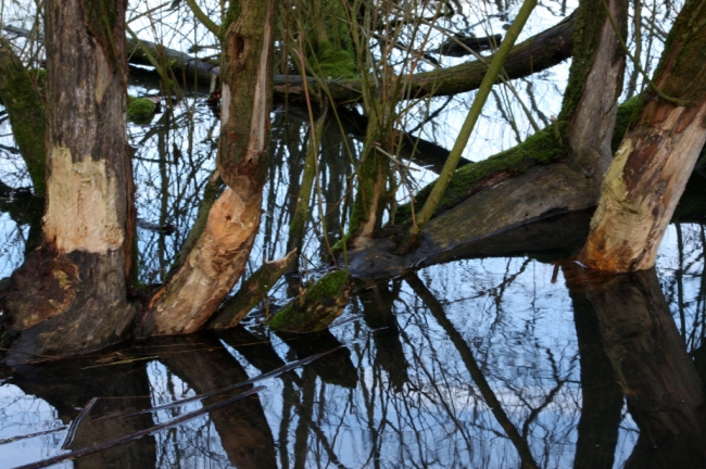 Knaagsporen van de bever in natuurgebied Hochter Bampd.