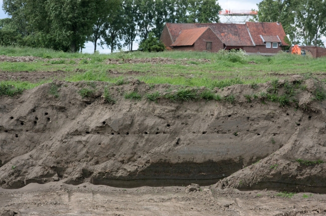 Een kolonie oeverzwaluwen, op zoek naar woonruimte, heeft een wand over een lengte van 100m die ontstaan was bij de oeververlaging in Herbricht, gekraakt. Deze ligt tegenover de monding van de Geul in de Maas. De aannemer heeft nu besloten deze wand te laten staan totdat alle jonge oeverzwaluwen zijn uitgevlogen. Op de achtergrond, boven de boerderij, ziet u de pas gemaakte uitzichttoren.