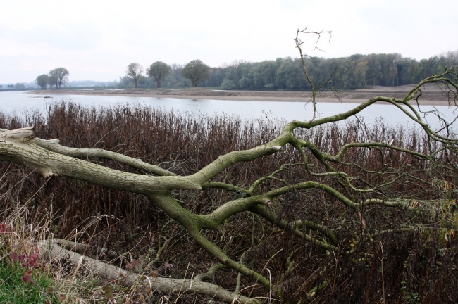 Deze noteboom stond al sinds mensenheugenis langs de Maas. Aan de overzijde van de Maas ligt Hochter Bampd.