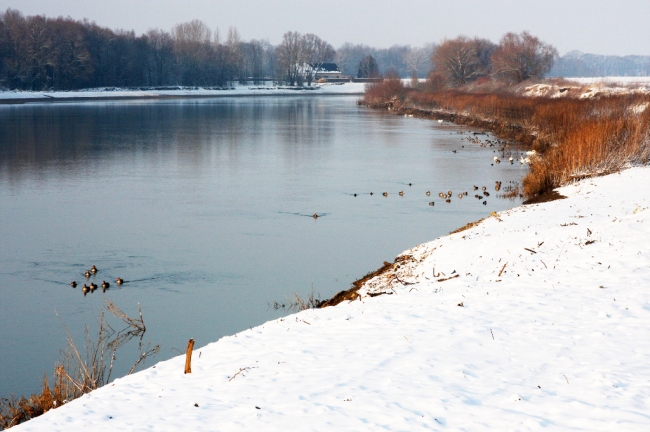 Winters landschap langs de Maas met veel watervogels die zich hier verzamelen omdat veel plassen waren dichtgevroren. De bomen langs de Maas aan de rechterkant zullen binnen enkele weken worden verwijderd omdat de oever zal worden afgegraven voor de stroomgeulverbreding.
De nieuwe oever zal ongeveer 600m landinwaarts komen te liggen.
Winters landschap langs de Maas met veel watervogels die zich hier verzamelen omdat veel plassen waren dichtgevroren. De bomen langs de Maas aan de rechterkant zullen binnen enkele weken worden verwijderd omdat de oever zal worden afgegraven voor de stroomgeulverbreding.
De nieuwe oever zal ongeveer 600m landinwaarts komen te liggen.