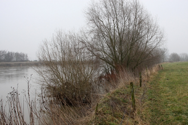 De wilgenopslag langs de Maas zal in de komende weken worden verwijderd zodra de waterstand van de Maas dit toelaat. 