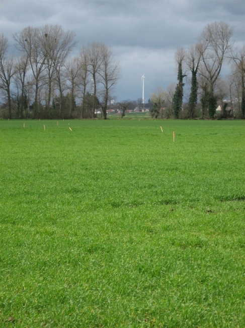 Op de achtergrond de windmolens in Lanaken. Aan de hand van de paaltjes is te zien hoe de werkweg naar Borgharen gaat lopen.