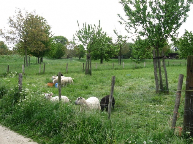 Stukje onvergraven natuur binnen de kades met hoogstambomen aangeplant op initiatief van de Dorpsraad samen met bewoners van Itteren en het IKL.
Dat is dus niet de natuur die Staatsbosbeheer wil aanleggen maar wel de natuur die het merendeel van de inwoners van Nederland en zeker die van Itteren willen hebben. Kijk maar eens op www.nederlandweermooi.nl 