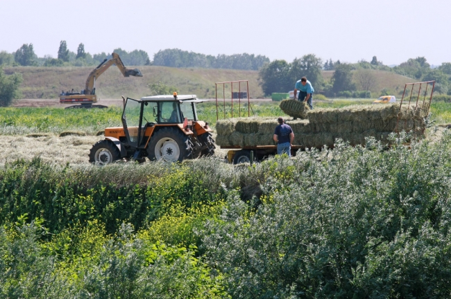 De laatste oogst wordt nog gauw binnengehaald. 