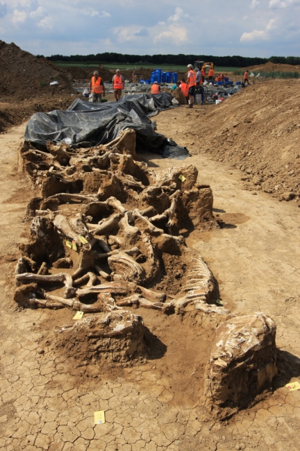 Een graf met de resten van minstens 52 paarden uit de zestiende of zeventiende eeuw, vlakbij Borgharen, werden in een greppel gevonden tijdens werkzaamheden van het Consortium Grensmaas. De overblijfselen liggen gestapeld in een greppel, slechts 1m beneden het maaiveld. Via datering met de C-14 methode is vastgesteld dat de paardenresten zo'n 350 jaar oud zijn. 