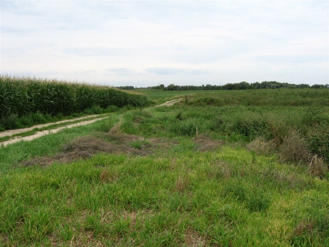 Links nog de maisvelden en de aardappelplanten in bloei. Het rechtergedeelte is al aan de Goden overgeleverd en wordt binnenkort afgegraven. Is dat de nieuwe natuur? Links nog de maisvelden en de aardappelplanten in bloei. Het rechtergedeelte is al aan de Goden overgeleverd en wordt binnenkort afgegraven. Is dat de nieuwe natuur?