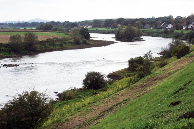 Op de linker-Maasoever, richting de stuw, zal binnen enkele dagen de wilgenopslag ook worden verwijderd. Ik denk dat iedereen die denkt aan een natuurlijke Maas zoiets voor ogen heeft. We hopen dat we in de toekomst zo'n natuurlijk beeld weer terug krijgen. Op de linker-Maasoever, richting de stuw, zal binnen enkele dagen de wilgenopslag ook worden verwijderd. Ik denk dat iedereen die denkt aan een natuurlijke Maas zoiets voor ogen heeft. We hopen dat we in de toekomst zo'n natuurlijk beeld weer terug krijgen.
