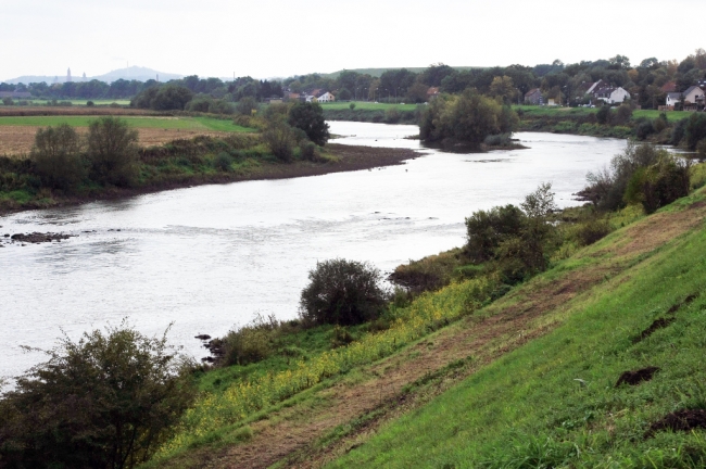 Op de linker-Maasoever, richting de stuw, zal binnen enkele dagen de wilgenopslag ook worden verwijderd. Ik denk dat iedereen die denkt aan een natuurlijke Maas zoiets voor ogen heeft. We hopen dat we in de toekomst zo'n natuurlijk beeld weer terug krijgen. 