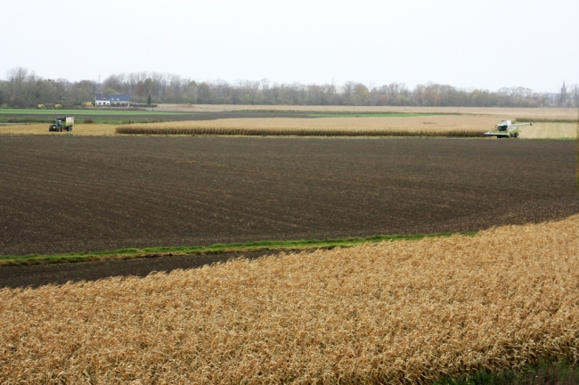 Wordt hier nu voor de laatste keer mais geoogst. Wellicht zijn deze akkers volgend jaar al afgegraven. Het witte huis linksachter is de Overslag aan de overkant van de Maas. Wordt hier nu voor de laatste keer mais geoogst. Wellicht zijn deze akkers volgend jaar al afgegraven. Het witte huis linksachter is de Overslag aan de overkant van de Maas.