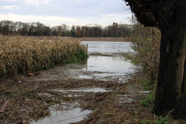 Het fietspad dat langs de Maas naar Borgharen loopt staat geheel onder water. Aan de overkant van de Maas, natuurgebied Hochter Bampd. Het fietspad dat langs de Maas naar Borgharen loopt staat geheel onder water. Aan de overkant van de Maas, natuurgebied Hochter Bampd.