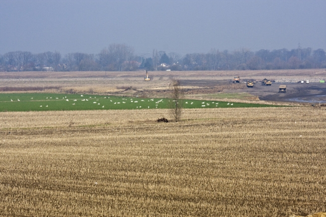 De grote groep zwanen graast vredig naast de graafmachines, dit jaar kan het nog, volgend jaar zal ook daar waarschijnlijk water staan. De grote groep zwanen graast vredig naast de graafmachines, dit jaar kan het nog, volgend jaar zal ook daar waarschijnlijk water staan.