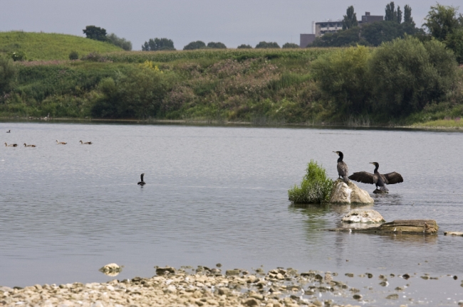 Aalscholvers midden in de Maas zijn vleugels aan het drogen. Door de lage waterstand liggen diverse grote stenen in de Maas droog en vormen zo uitstekende rustplaatsen voor de watervogels. 