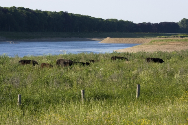 In Borgharen is afgelopen donderdag, 24 mei, een kleine kudde Galloway runderen losgelaten. De kudde bestaat uit een 6-tal volwassen dieren en 2 kalveren.  Zij worden ingezet om de begroeiing en houtopslag langs de Maas in toom te houden. 