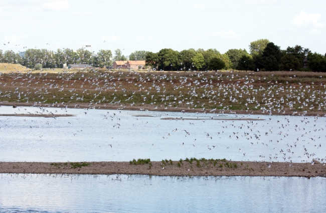 Het is nu al op de grinteilanden in de Maas een paradijs voor watervogels. Je ziet er uiteraard verschillende soorten meeuwen, canada ganzen, nijlganzen en grauwe ganzen. Daarnaast tref je er veel aalscholvers en blauwe reigers aan en vorig jaar zaten er een 25-tal ooievaars op de grinteilanden in de Maas  Ook de bever is al gesignaleerd ter hoogte van Borgharen, in Itteren kwamen al enkele jaren bevers voor aan de monding van Geul in de Maas.    