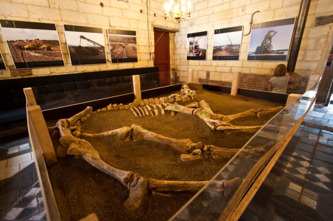 Een van de 65 skeletten uit het vermaarde paardengraf in Borgharen uit de zeventiende eeuw was die dag tentoongesteld.  
