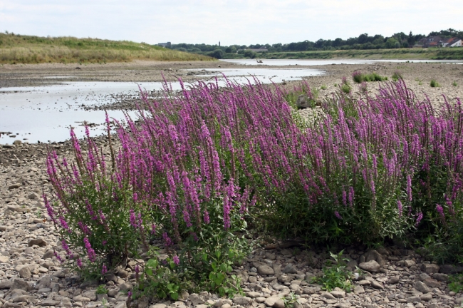 Kattestaart in bloei op de bodem van de Maas. Door de extreem lage waterstand van de Maas in de afgelopen weken is het zaad op die plek gaan ontkiemen en is de bloem zelfs tot bloei gekomen. 