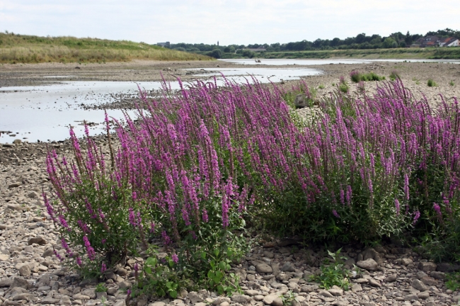 Kattestaart in bloei op de bodem van de Maas. Door de extreem lage waterstand van de Maas in de afgelopen weken is het zaad op die plek gaan ontkiemen en is de bloem zelfs tot bloei gekomen. Kattestaart in bloei op de bodem van de Maas. Door de extreem lage waterstand van de Maas in de afgelopen weken is het zaad op die plek gaan ontkiemen en is de bloem zelfs tot bloei gekomen.