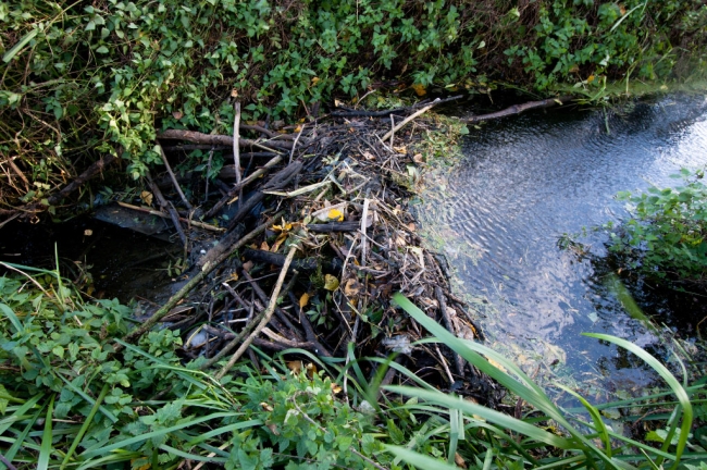 De bevers hebben allerlei materiaal aangesleept om de dam te bouwen en daarmee de waterstand van de Oude Kanjel op peil te houden. Ze hebben dit hogere waterpeil nodig omdat de ingang naar hun burcht onder water moet liggen. Zonder die dam zou er maar 20 a 30 cm water in de Oude Kanjel staan, voor de bevers duidelijk te weinig. De bevers hebben allerlei materiaal aangesleept om de dam te bouwen en daarmee de waterstand van de Oude Kanjel op peil te houden. Ze hebben dit hogere waterpeil nodig omdat de ingang naar hun burcht onder water moet liggen. Zonder die dam zou er maar 20 a 30 cm water in de Oude Kanjel staan, voor de bevers duidelijk te weinig.