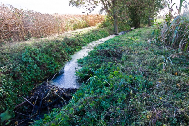 Recentelijk is de begroeiing langs de beek gemaaid zodat je tot vlak bij de beverdam kunt komen. Links en rechts is mais aangeplant dus volop voedsel in de omgeving. Recentelijk is de begroeiing langs de beek gemaaid zodat je tot vlak bij de beverdam kunt komen. Links en rechts is mais aangeplant dus volop voedsel in de omgeving.