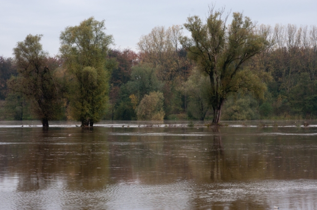 De bomen op de dijk bij Hochterbampd staan al met hun voeten in het water. 
