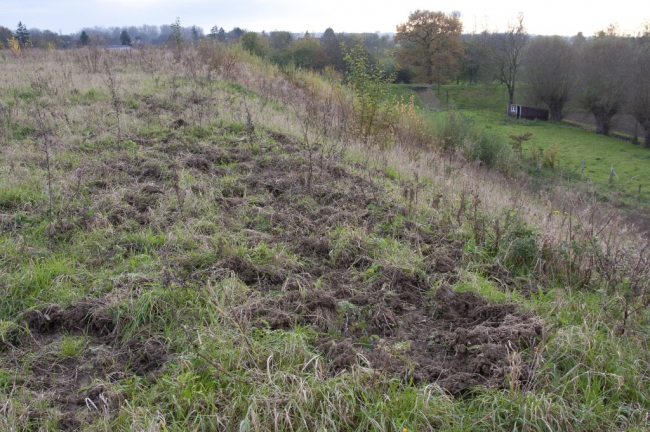 Toen ik op de dekgrondberging rondliep viel me op dat de wilde zwijnen hier al flink hadden gewroet, op zoek naar engerlingen (larven van kevers) die in de grond zitten. Met hun scherpe reukzin weten de zwijnen wel waar ze moeten zijn. Toen ik op de dekgrondberging rondliep viel me op dat de wilde zwijnen hier al flink hadden gewroet, op zoek naar engerlingen (larven van kevers) die in de grond zitten. Met hun scherpe reukzin weten de zwijnen wel waar ze moeten zijn.