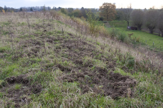 Toen ik op de dekgrondberging rondliep viel me op dat de wilde zwijnen hier al flink hadden gewroet, op zoek naar engerlingen (larven van kevers) die in de grond zitten. Met hun scherpe reukzin weten de zwijnen wel waar ze moeten zijn. 