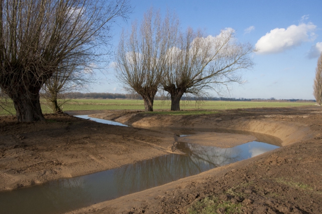 De nieuwe ruimere loop van de beek slingert tussen de knotwilgen door. 