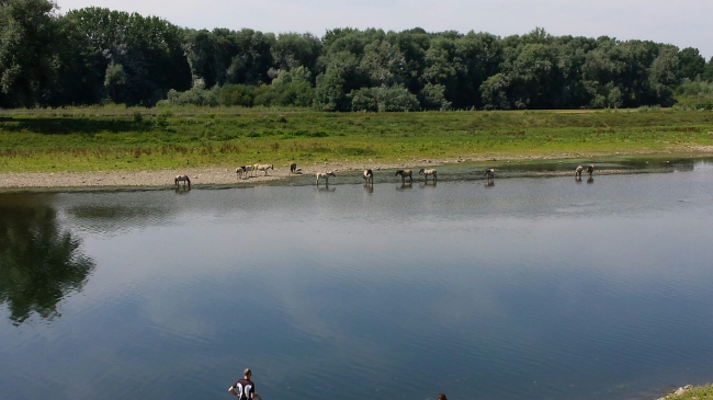 Een zomers tafereel langs de Maas. Zou zo in Frankrijk genomen kunnen zijn. Op de achtergrond de Hochterbampd.