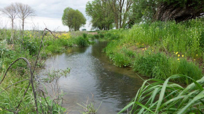 Een jaar geleden werd de Kanjel aan de noordkant van ons dorp door Roer en Overmaas opnieuw ingericht. De oevers werden verbreed en de beek werd meanderend aangelegd om de insecten en reptielen rondom de beek meer leefruimte te geven. We zijn nu een jaar verder en kijk eens naar het resultaat, de verbrede oever is al volledig begroeid. Een jaar geleden werd de Kanjel aan de noordkant van ons dorp door Roer en Overmaas opnieuw ingericht. De oevers werden verbreed en de beek werd meanderend aangelegd om de insecten en reptielen rondom de beek meer leefruimte te geven. We zijn nu een jaar verder en kijk eens naar het resultaat, de verbrede oever is al volledig begroeid.