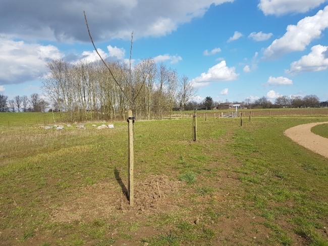 In de klankbordgroep heeft Sander Bastings gepleit voor de aanplant van een aantal bomen en het plaatsen van een zitbankje bij de recreatievijver. Het Consortium Grensmaas heeft hier gehoor aan gegeven en inmiddels zijn aan de noordzijde van de vijver een aantal bomen geplant. Het betreft verschillende soorten waaronder de winterlinde (tilia cordata). In verband met het naderen van het einde van het plantseizoen heeft men aan het planten van de bomen voorrang gegeven. Binnenkort wordt ook nog de parkeerplaats aangepast. Een 100 m2 tegels wordt vervangen door vlakke grasbetontegels zodat een beloopbaar pad ontstaat richting vijver. Ook komt er een extra pad richting vijver ten behoeve van een plek om vissen te kunnen uitzetten. Tenslotte komt er nog een extra voetpad aan de zuid-westzijde van 1.50 breed en ca. 330 meter lang zodat ook bij hoogwater in de vijver langs de vijver gelopen kan worden. Het oude pad blijft overigens gehandhaafd. In de klankbordgroep heeft Sander Bastings gepleit voor de aanplant van een aantal bomen en het plaatsen van een zitbankje bij de recreatievijver. Het Consortium Grensmaas heeft hier gehoor aan gegeven en inmiddels zijn aan de noordzijde van de vijver een aantal bomen geplant. Het betreft verschillende soorten waaronder de winterlinde (tilia cordata). In verband met het naderen van het einde van het plantseizoen heeft men aan het planten van de bomen voorrang gegeven. Binnenkort wordt ook nog de parkeerplaats aangepast. Een 100 m2 tegels wordt vervangen door vlakke grasbetontegels zodat een beloopbaar pad ontstaat richting vijver. Ook komt er een extra pad richting vijver ten behoeve van een plek om vissen te kunnen uitzetten. Tenslotte komt er nog een extra voetpad aan de zuid-westzijde van 1.50 breed en ca. 330 meter lang zodat ook bij hoogwater in de vijver langs de vijver gelopen kan worden. Het oude pad blijft overigens gehandhaafd.