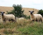 Schapen op de kade zijn al gewend aan het verdwenen uitzicht. (1-8-2008 - Jan Dolmans)