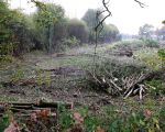 Het gekapte noordelijke gedeelte van het bos met op de achtergrond de woningen van Hoogmaas. (3-11-2008 - Jan Dolmans)