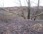 Rond 1750 verdween de bever uit Limburg als gevolg van jacht en biotoopvernietiging. Nadat in 1992 de bever weer opdook in de omgeving van Afferden bij Nijmegen  heeft men in Midden-Limburg in de periode 2002-2004 33 bevers uitgezet. Inmiddels heeft deze populatie zich over heel Limburg verspreid en zijn er al tientallen nakomelingen bijgekomen. Ook in ons dorp treffen we sporen van hun aanwezigheid aan zoals we op bijgaande foto kunnen zien. (28-2-2006 - Jan Dolmans)