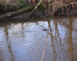 Door de hoge waterstand van de Maas waren de burchten onder water gelopen. Deze bever kwam nieuwsgierig voor me zwemmen en gaf me zo de mogelijkheid deze foto te maken. (2-4-2006 - Jan Dolmans)