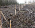 De afrastering op het onlangs gerooide bosperceel is al geplaatst. 
Op de achtergrond de woningen van de Hoogmaas. (8-12-2008 - Jan Dolmans)