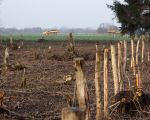 De afrastering die de begrenzing aangeeft van het af te graven gebied loopt vanuit het bosperceel naar het noorden richting gronddepot. Links van deze afrastering zal een 2de werkweg worden aangelegd die achter de huizen van de Hoogmaas (langs de bosrand) gaat lopen en aansluit op de overgang bij de openbare weg bij Op de Bos. (8-12-2008 - Jan Dolmans)