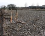 Rechts van de afrastering blijft onvergraven natuur, links ervan zal gegraven worden. Rechts staat nog de loods van Richard Kerckhofs, die binnenkort zal worden afgebroken. (8-12-2008 - Jan Dolmans)