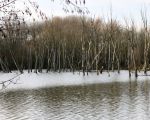 Afgestorven bomen staan als wachters in het water. (25-1-2009 - Jan Dolmans)