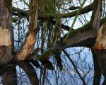 Knaagsporen van de bever in natuurgebied Hochter Bampd. (25-1-2009 - Jan Dolmans)