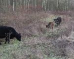 In het gebied lopen Galloway runderen en Konik paarden. (25-1-2009 - Jan Dolmans)