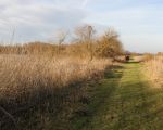 De dijk die de plas scheidt van de Maas zal in het kader van het Grensmaasplan worden afgegraven tot op het niveau van de Maas. (25-1-2009 - Jan Dolmans)