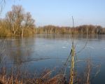 De plas zal vanaf hier worden opgevuld met de afgegraven dekgrond tot aan de bomen in de achtergrond. (31-1-2009 - Jan Dolmans)